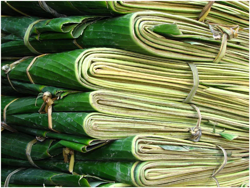 Manfaat dan Kegunaan Daun Pisang Kering