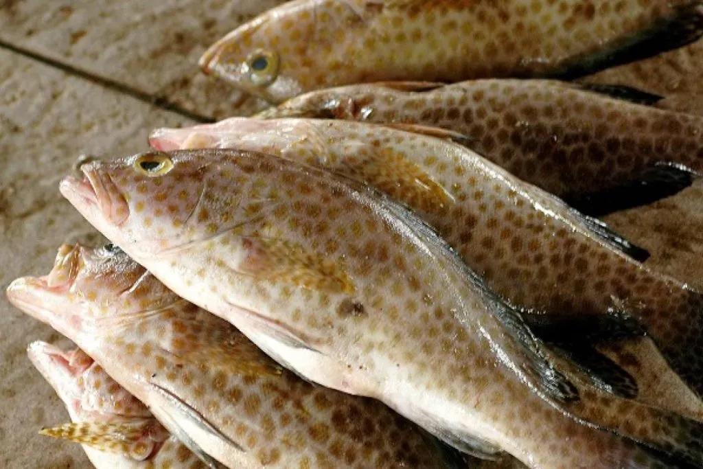 Permintaan Ikan Kerapu di Pasar Internasional