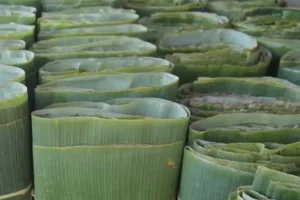 ekspor daun pisang kering